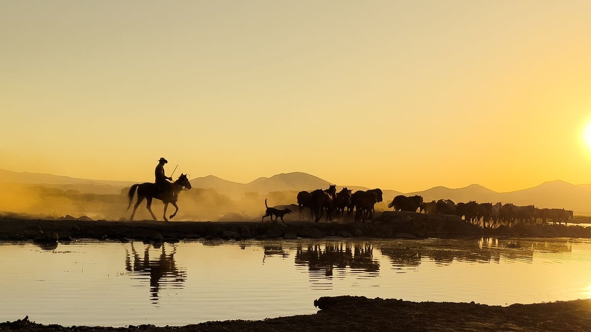 Silhouetted rider and herd reflected in still water at golden sunset